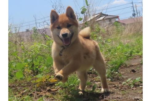 販売中の栃木県の柴犬-396197の3枚目
